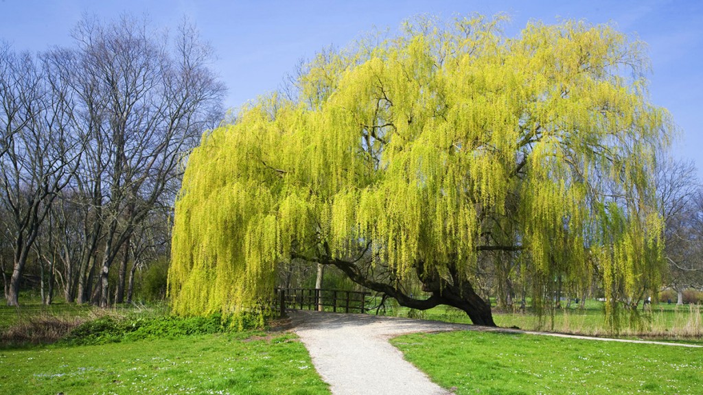 Golden Weeping Willow Tree | B. Rocke Landscaping | Winnipeg, Manitoba