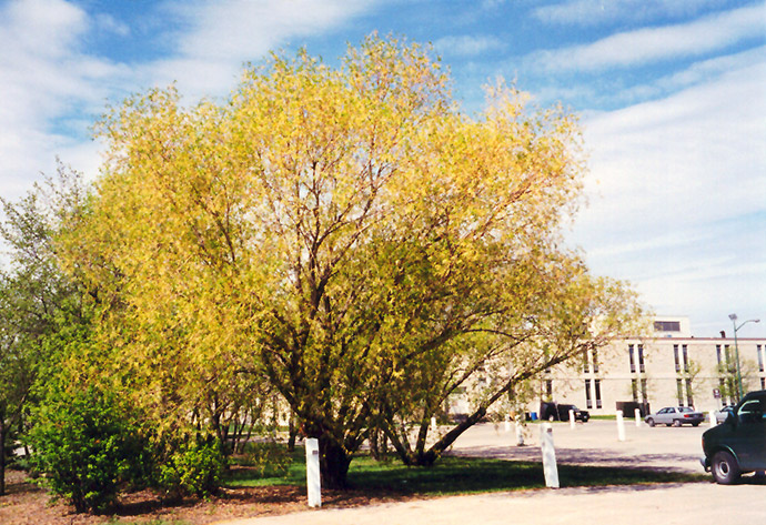 Golden Willow | B. Rocke Landscaping | Winnipeg, Manitoba