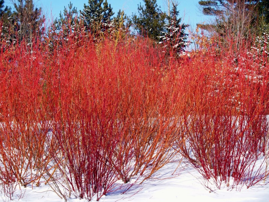 Top Winter Plants