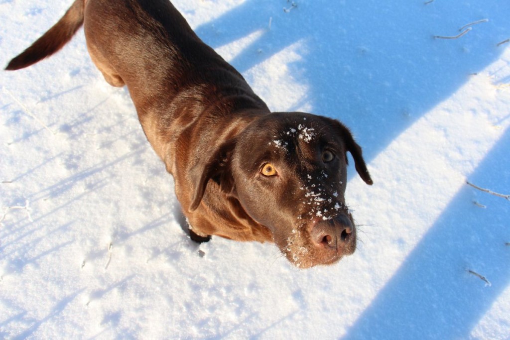 Winter Dog | B. Rocke Landscaping | Winnipeg, Manitoba